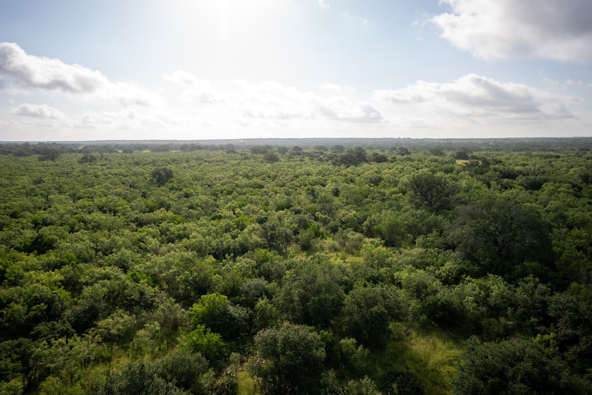 Open South Texas ranch scenery
