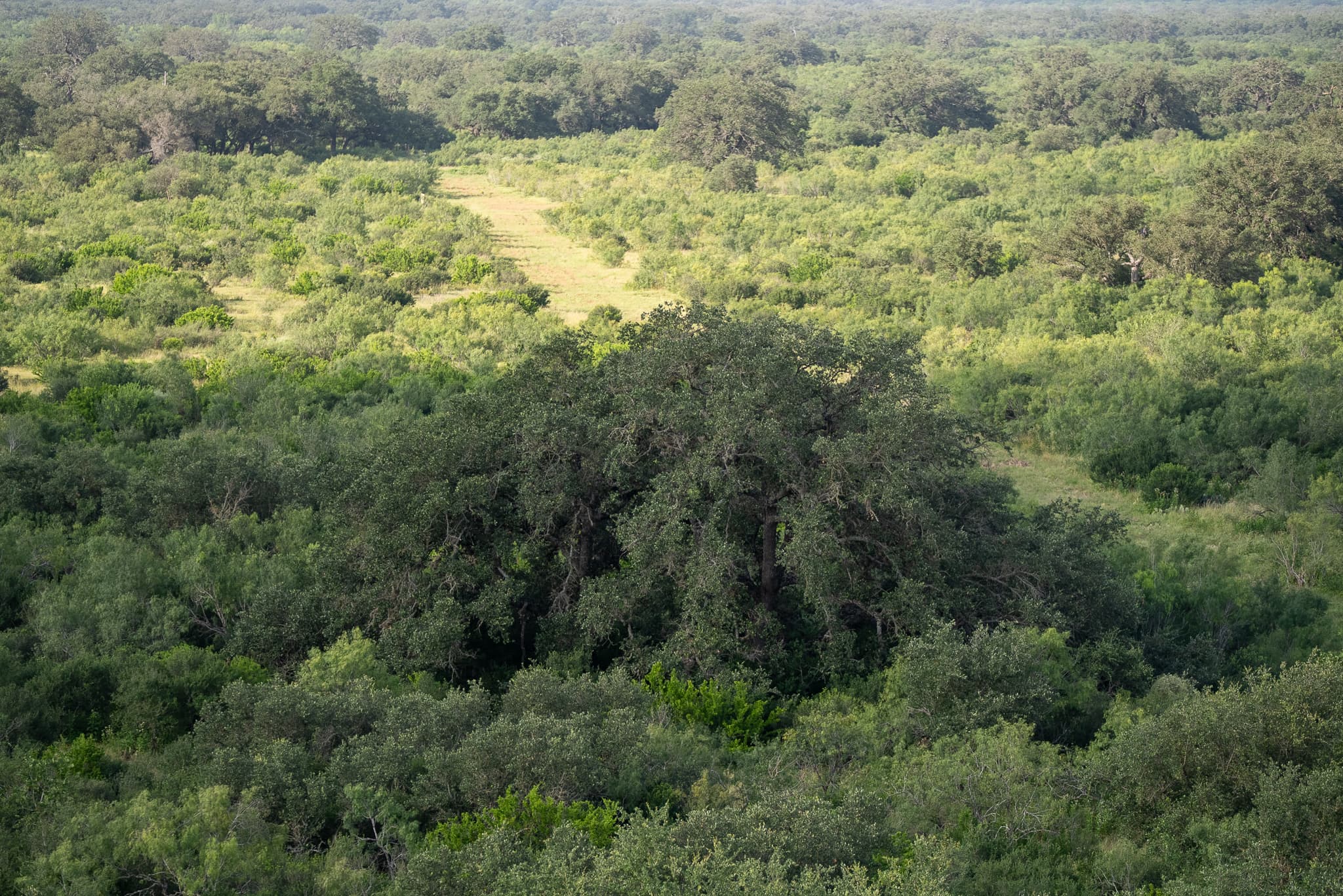 Ranch habitat and road used by wildlife management teams