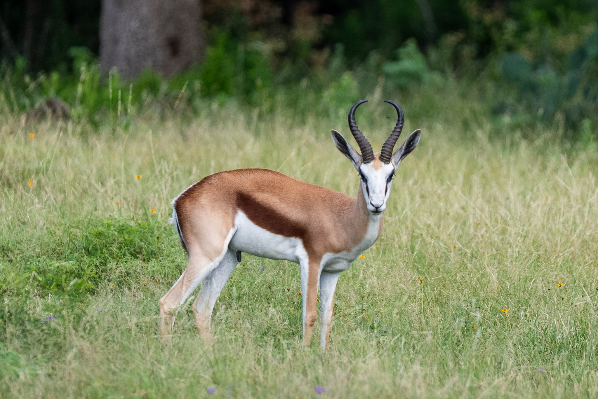 Exotic wildlife on a South Texas ranch